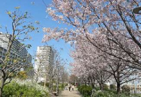 ローレルスクエア健都ザ・レジデンスＳｅｃｏｎｄ ｓｔａｇｅ　春には桜並木がつづきます